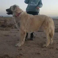 سگ سرابی ماده
