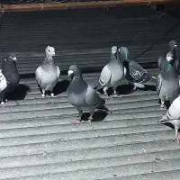 دوازده تا نر