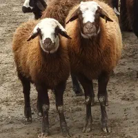 فروش گوسفند  کشتاری میش با بره درجه یک