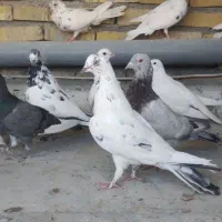 کبوتر پرشی