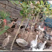 جوجه|حیوانات مزرعه|دزفول, |دیوار
