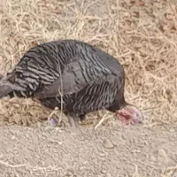 بوقلمون، ماده تخم گذار|حیوانات مزرعه|نیشابور, فخریه|دیوار