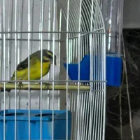 یاسمین ماده سهره قناری فنچ|پرنده|تهران, سردارجنگل|دیوار