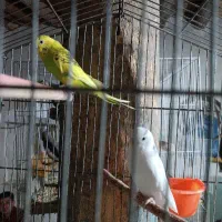 یک جفت مرغ عشق و فنچ و عروس هلندی لوتینو