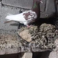 کبوتر|پرنده|سملقان, |دیوار