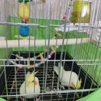 عروس هلندی|پرنده|ساوه, |دیوار