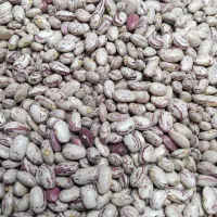 لوبیا چیتی|خوردنی و آشامیدنی|سیلوانه, |دیوار