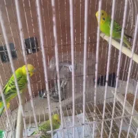 سه عدد مرغ عشق