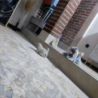 مینیاتوری جیبی|سگ|قم, نیروگاه|دیوار