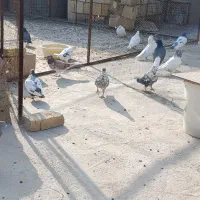 کبوتر|پرنده|میبد, |دیوار