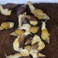 فروش حلزون