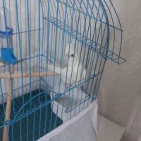 جوجه آلبینو سه ماهه نر