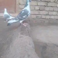 کفتر|پرنده|تایباد, |دیوار