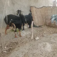 بز گوسفند