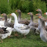 فروش غاز محلی طبیعی