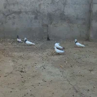 یک جفت دمی عتیقه|پرنده|گتوند, |دیوار