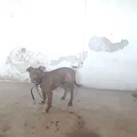 سگ بیت بول|سگ|کرمانشاه, |دیوار