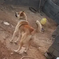 ماده خراسانی