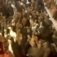 جوجه گلپایگان