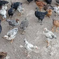 جوجه مرغ وخروس نیمچه