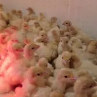 فروش بوقلمون بیوتی۶