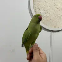 طوطی ملنگو رام|پرنده|مریوان, |دیوار