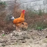 خروس محلی درشت