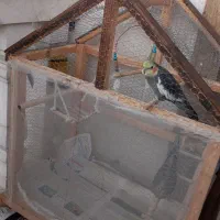 عروس هلندی به همراه لانه