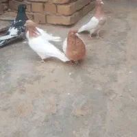 کفترفروشی...