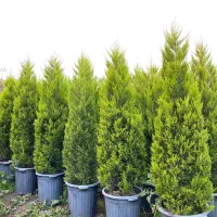 لاوسون زباله|گل و گیاه طبیعی|خرم‌آباد (تنکابن), |دیوار