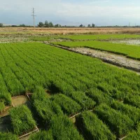 بذر ندا|گل و گیاه طبیعی|کردکوی, |دیوار