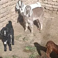 فروش بزغاله شیری و بره شیری