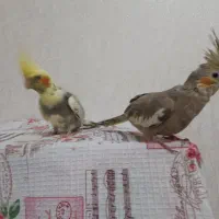 جفت عروس هلندی|پرنده|رشت, کوی غلام نیا|دیوار