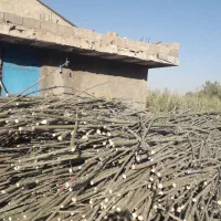 فروش چوب کبوده باریک
