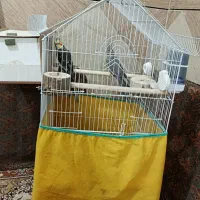 عروس هلندی نر و ماده همراه با قفس و تجهیزات