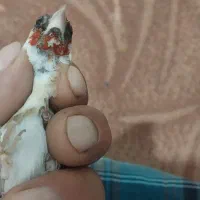 سهره چون سفید|پرنده|پاکدشت, پاکدشت (مامازند)|دیوار