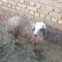 بره ماده|حیوانات مزرعه|گیان, |دیوار