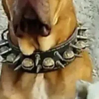 قلاده و قورچه سگ زنگوله برنجی