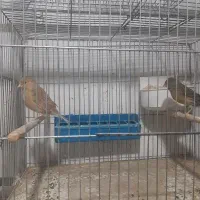 قناری اوپال اورجینال جفت