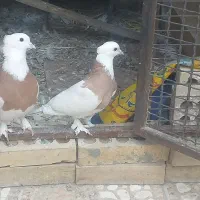 طوقی