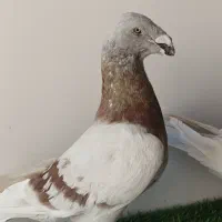 کبوتر هومر اگزبیشن مسافتی|پرنده|چهاردانگه (تهران), |دیوار