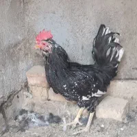 جوجه گلین ۴۰تاج،و خروس|حیوانات مزرعه|یزد, |دیوار