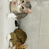 واگذاری دوتا گربه ی سالم و واکسیناسیون شده