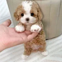 پودل|سگ|تهران, شهرک آزمایش|دیوار