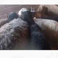 بره نر و قوچ جوان چاق
