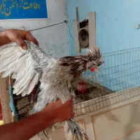 مرغ زینتی|پرنده|اهواز, کمپلو شمالی|دیوار