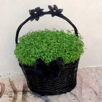 سبزه آماده تحویل|گل و گیاه طبیعی|کوهدشت, |دیوار