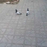 نروماده سینه سیاه جوون پرشی به شرط همه چی|پرنده|قوچان, |دیوار