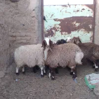 بره نر وماده|حیوانات مزرعه|قائن, |دیوار