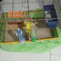 مرغ عشق|پرنده|بومهن, |دیوار